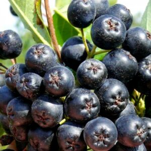 Aronia Amit ghiveci 0,7L