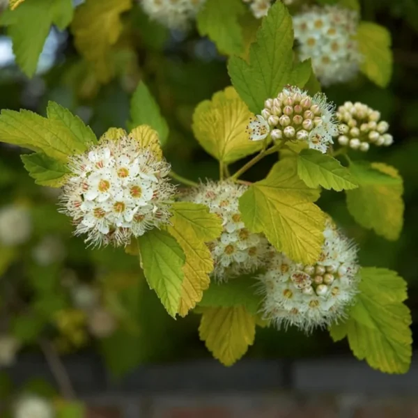 Arbust Physocarpus 'Luteus' - Ghiveci 0,7L - imagine 2
