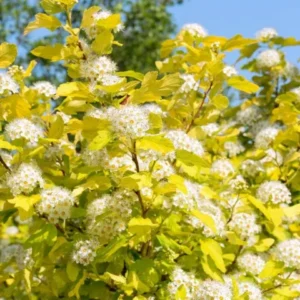 Arbust Physocarpus 'Luteus' - Ghiveci 0,7L