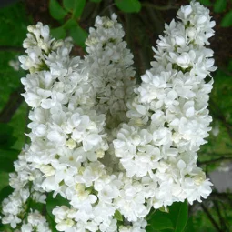 Arbust foios decorativ Syringa 'Miss Ellen' - Ghiveci 0,7L