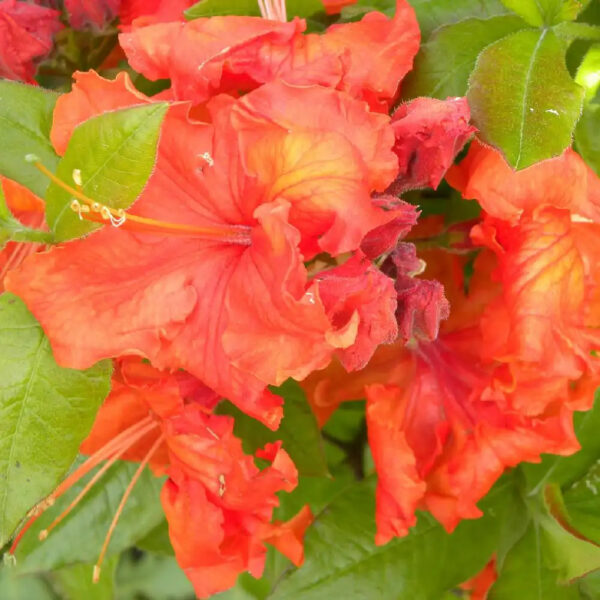 Azalea hybrida 55-85cm - Ghiveci 3L - imagine 2