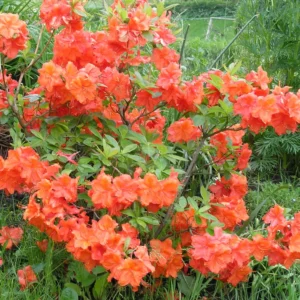 Azalea hybrida 55-85cm - Ghiveci 3L