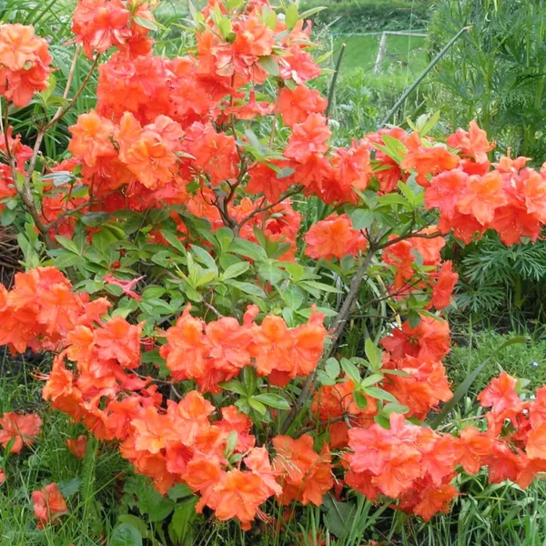 Azalea hybrida 55-85cm - Ghiveci 3L