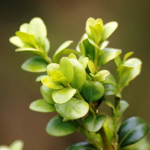 Tufe Buxus Sempervirens ( Cimisir)