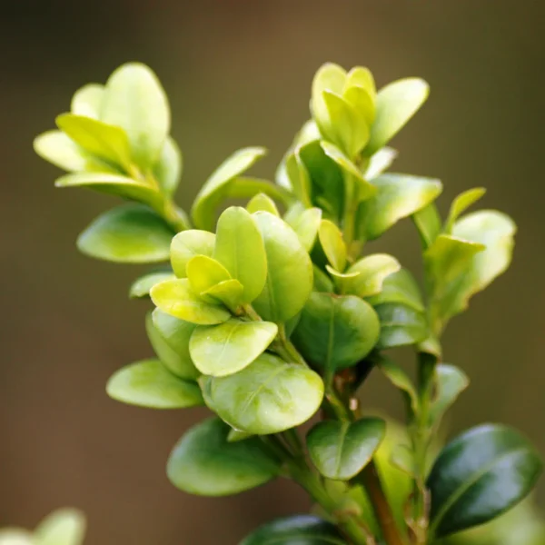 Tufe Buxus Sempervirens ( Cimisir)