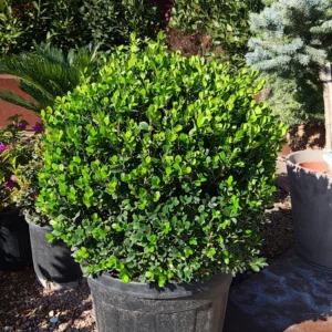 Buxus rotund Faulkner - Ghiveci 0,7L