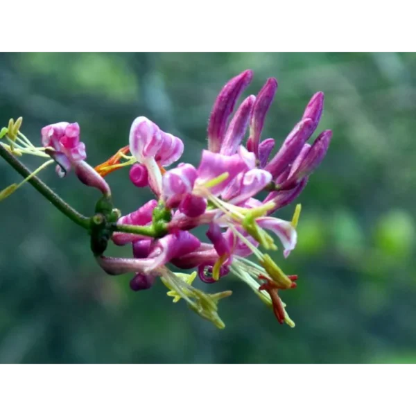 Caprifoi Purpuriu (Lonicera Japonica) - Ghiveci 0.7L - imagine 2