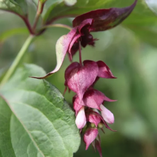 Caprifoi Purpuriu (Lonicera Japonica) - Ghiveci 0.7L