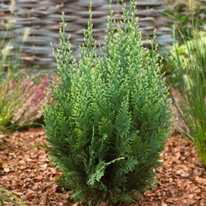 Chiparos Albastru 80-100 cm - Ghiveci 3L