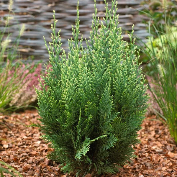 Chiparos Albastru 80-100 cm - Ghiveci 3L
