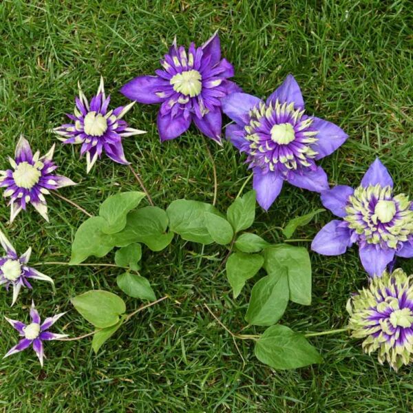 Clematis ‘Taiga’ 15 cm - Ghiveci 0.7L - imagine 2