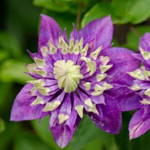 Clematis ‘Taiga’ 15 cm - Ghiveci 0.7L