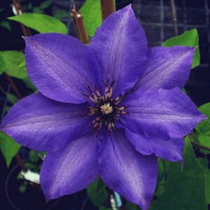 Clematis ‘Konigskind’ 15-20 cm - Ghiveci 0.7L