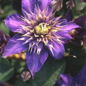 Clematis ‘Multi Blue’ 15cm - Ghiveci 0.7L