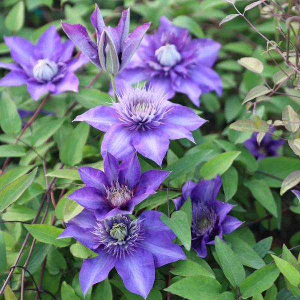 Clematis ‘Multi Blue’ 15cm - Ghiveci 0.7L - imagine 2