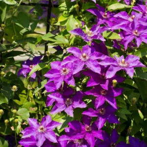 Clematis ‘The President’ 15 cm - Ghiveci 0.7L
