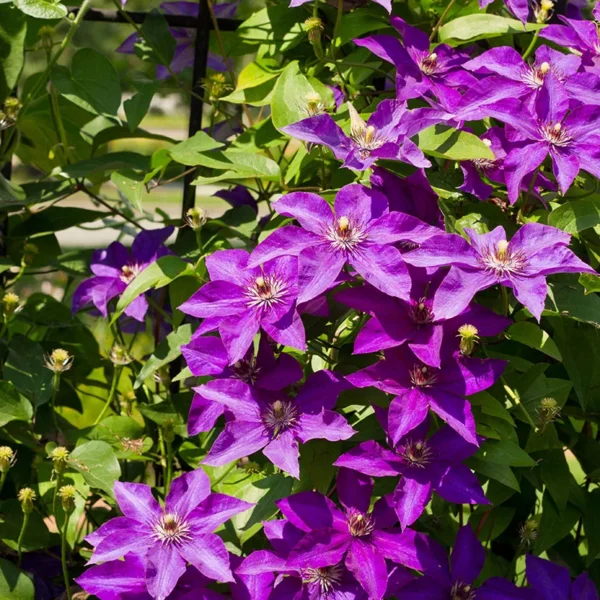 Clematis ‘The President’ 15 cm - Ghiveci 0.7L