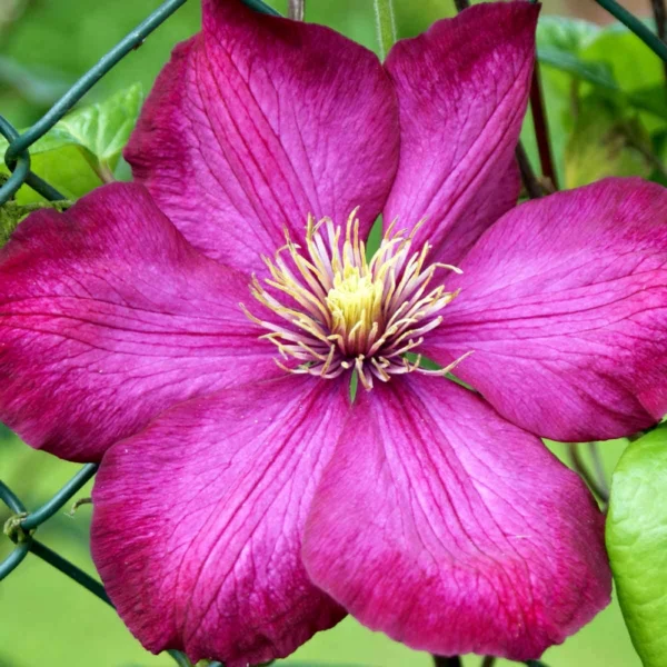 Clematis ‘Ville de Lyon’ 15 cm - Ghiveci de 0.7L