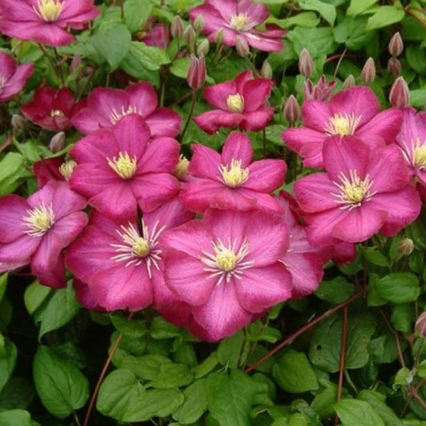 Clematis ‘Ville de Lyon’ 15 cm - Ghiveci de 0.7L - imagine 2