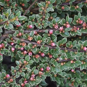 Cotoneaster Atropurpureus 'Variegatus' - Ghiveci 0.7L