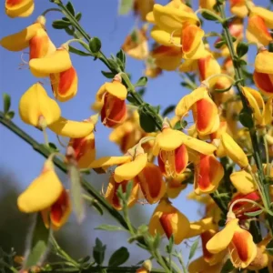 Cytisus ”Andreanus” 10-15 cm - Ghiveci 0.7L