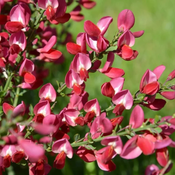 Cytisus scoparius (Burkwoodii) 40-45 cm - Ghiveci 0.7L - imagine 2
