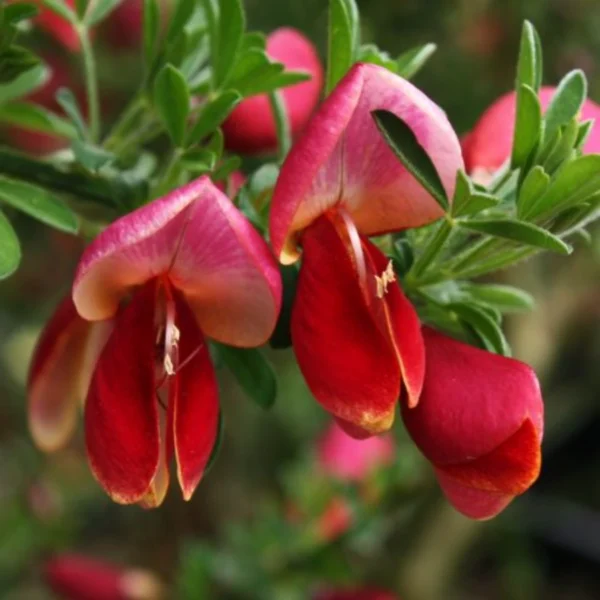 Cytisus scoparius (Burkwoodii) 40-45 cm - Ghiveci 0.7L