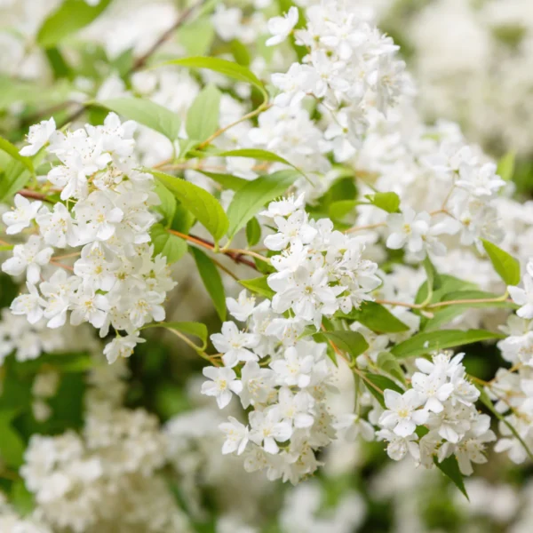 Deutzia gracilis cu flori albe de 20-30cm Ghiveci 0.7L - imagine 2