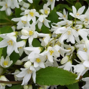 Deutzia gracilis cu flori albe de 20-30cm Ghiveci 0.7L