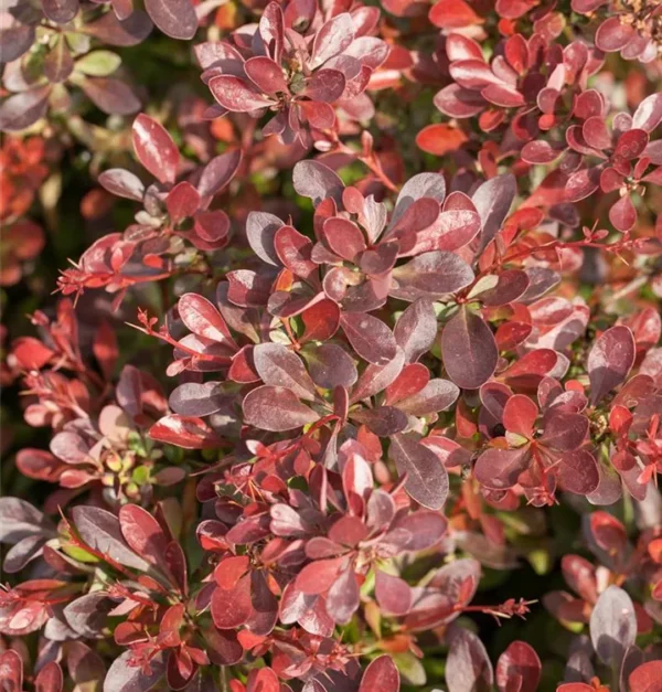 Dracila Pitică "Atropurpurea Nana" - Ghiveci 3L - imagine 2