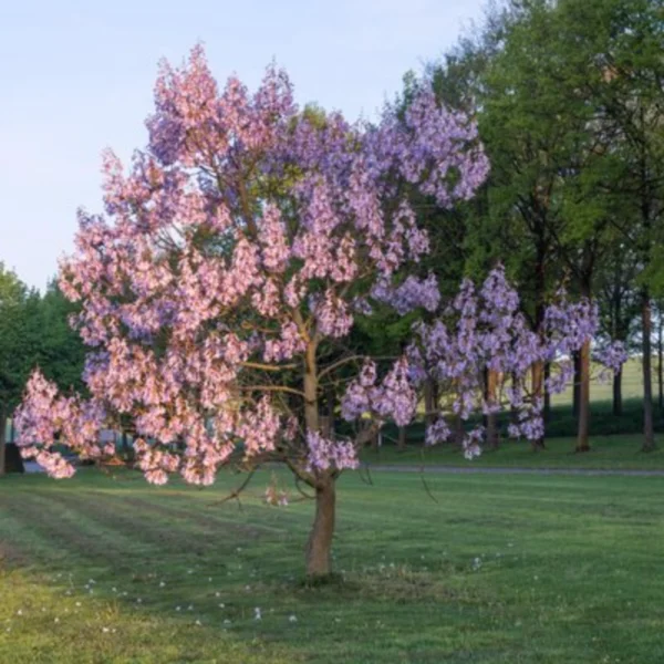 Drajoni de Paulownia Tomentosa - imagine 2