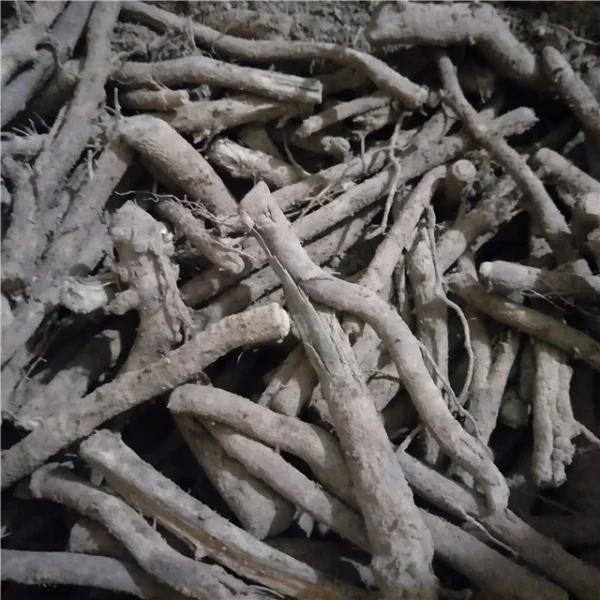 Drajoni de Paulownia Tomentosa
