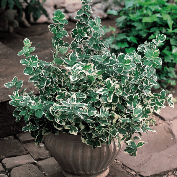 Salbă Euonymus ”Emerald Gaiety” - Ghiveci 3L - imagine 2