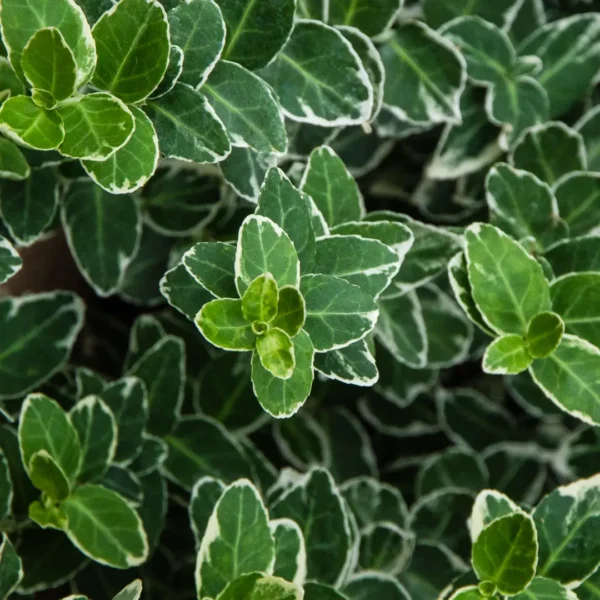 Salbă Euonymus ”Emerald Gaiety” - Ghiveci 3L