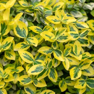 Salba Aurie (Euonymus fortunei "Sunshine") - Ghiveci 0.7L