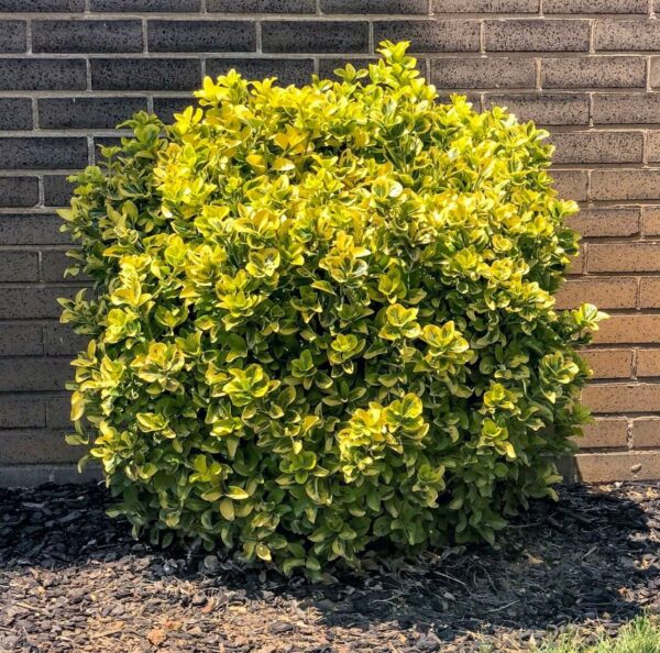 Salba Aurie (Euonymus fortunei "Sunshine") - Ghiveci 0.7L - imagine 2