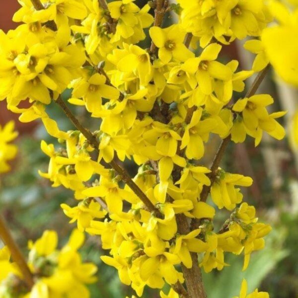 Forsythia ‘Lynwood’ la ghiveci - imagine 2