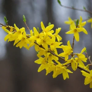 Forsythia ‘Lynwood’ la ghiveci