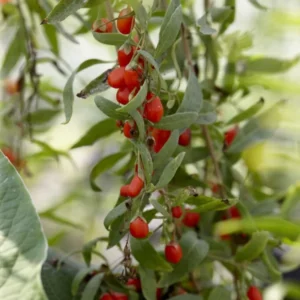 Goji (Lycium barbarum) - Ghiveci 0,7L