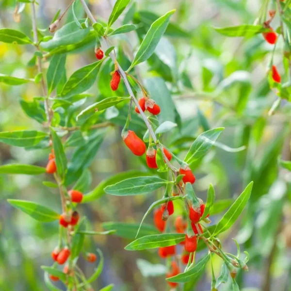 Goji uriaș 'Korean' - Ghiveci 0,7L