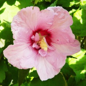 Hibiscus ”Syriacus” 25-30 cm - Ghiveci 0.7L