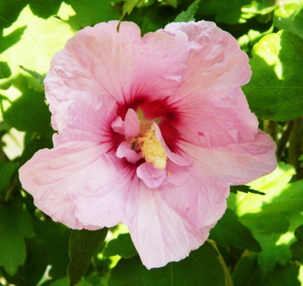 Hibiscus ”Syriacus” 65-70 cm - Ghiveci 3L