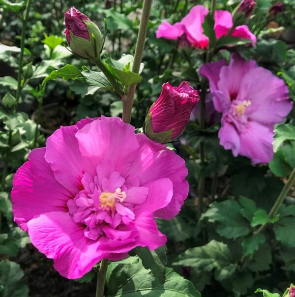 Hibiscus syriacus ‘Duc de Brabant’ - imagine 2