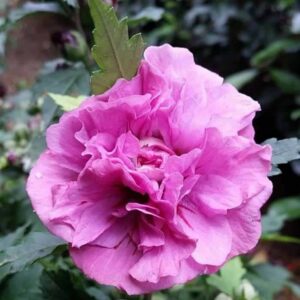 Hibiscus syriacus ‘Duc de Brabant’
