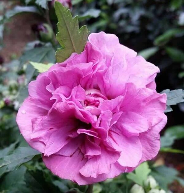 Hibiscus syriacus ‘Duc de Brabant’