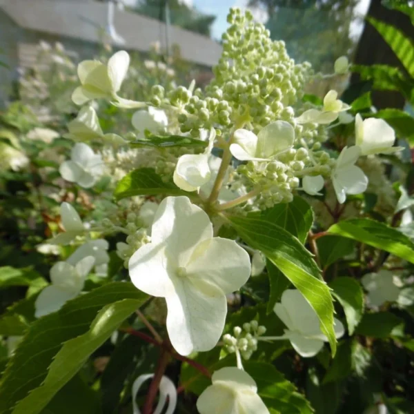 Hortensie ‘Kyushu’ - imagine 2