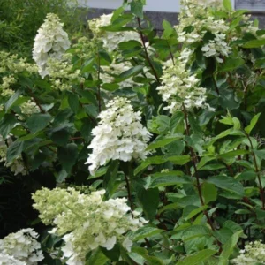 Hortensie ‘Kyushu’