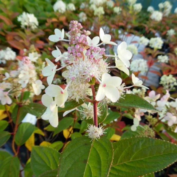 Hortensia Paniculata 'Confetti' - Ghiveci 0.7L
