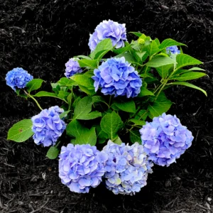 Hortensie albastra 'Hydrangea macrophylla' 25-30 cm - Ghiveci 0.7L