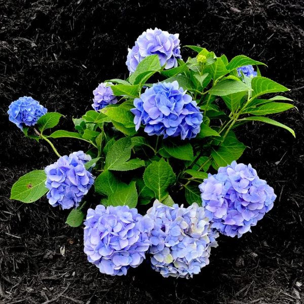 Hortensie albastra 'Hydrangea macrophylla' 25-30 cm - Ghiveci 0.7L